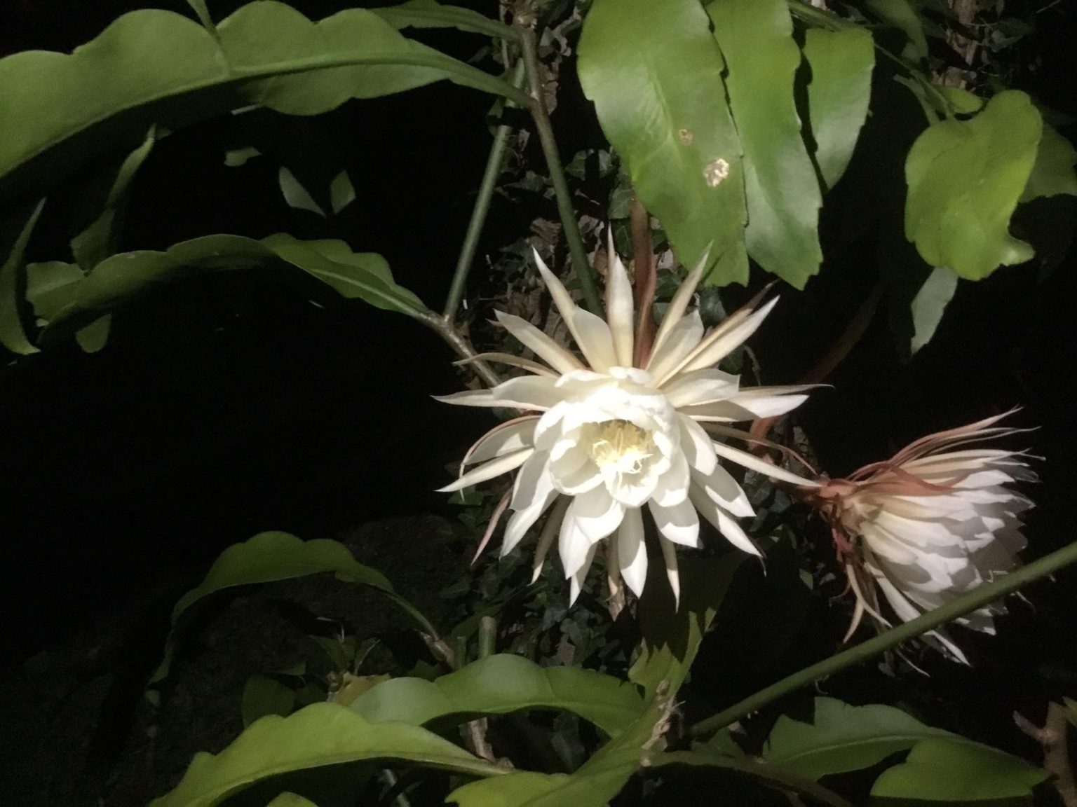 night-blooming-cereus-is-magical-jennie-ivey