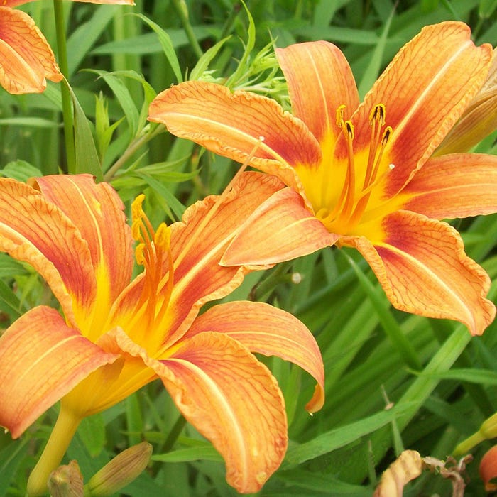 Digging Up Ditch Lilies, Without Guilt | Jennie Ivey